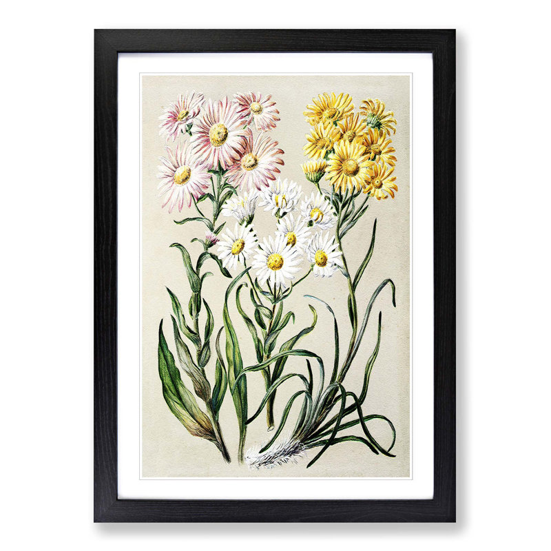 Groundsel Daisy Flowers by Sarah Featon - Picture Frame Painting Print, 65cm H x 48cm W x 2cm D, Black Framed