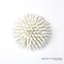 Urchin-White-Sm-1447989705