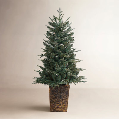 4Ft Pre Lit Potted Natural Cut Blue Spruce With 100 Lights And 605 Branch Tips