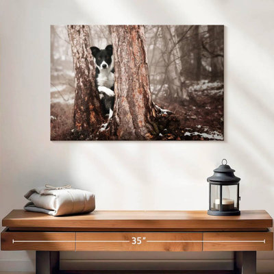 Border collie ludique