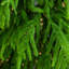 Sapin de Noël-972129109