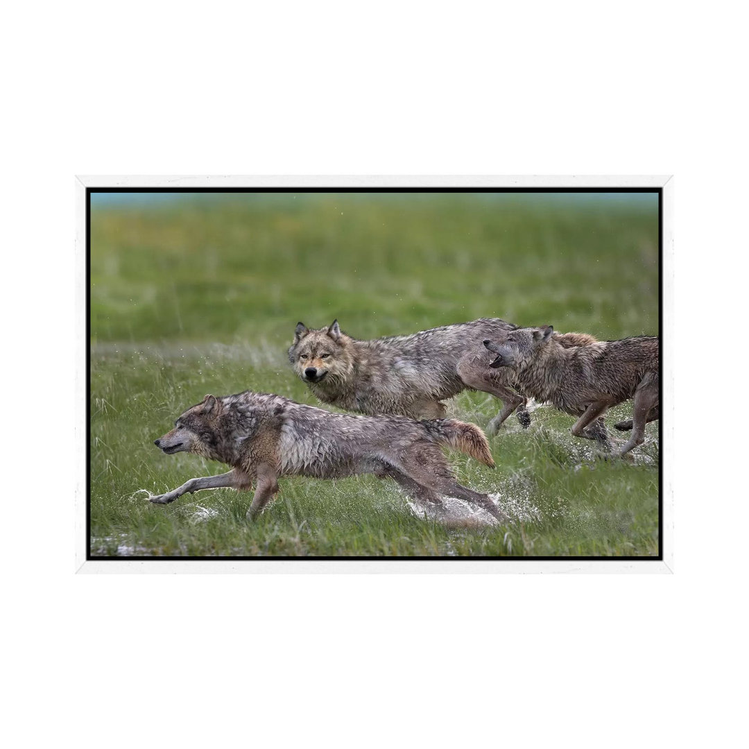 Gray Wolf Trio Running Through Water, North America von Tim Fitzharris - Gallery-Wrapped Canvas Giclée on Canvas