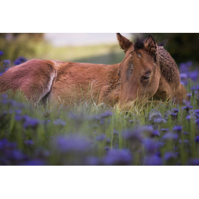 Fleur Frolick VI