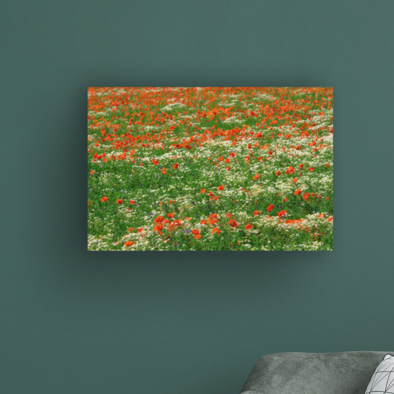 Coquelicots et champ de camomille par Cora Niele - photographie sur toile tendue, H 12 po x l 19 po x P 2 po