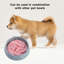 Bol pour chien à alimentation lente avec ventouse à poulpe-119701763