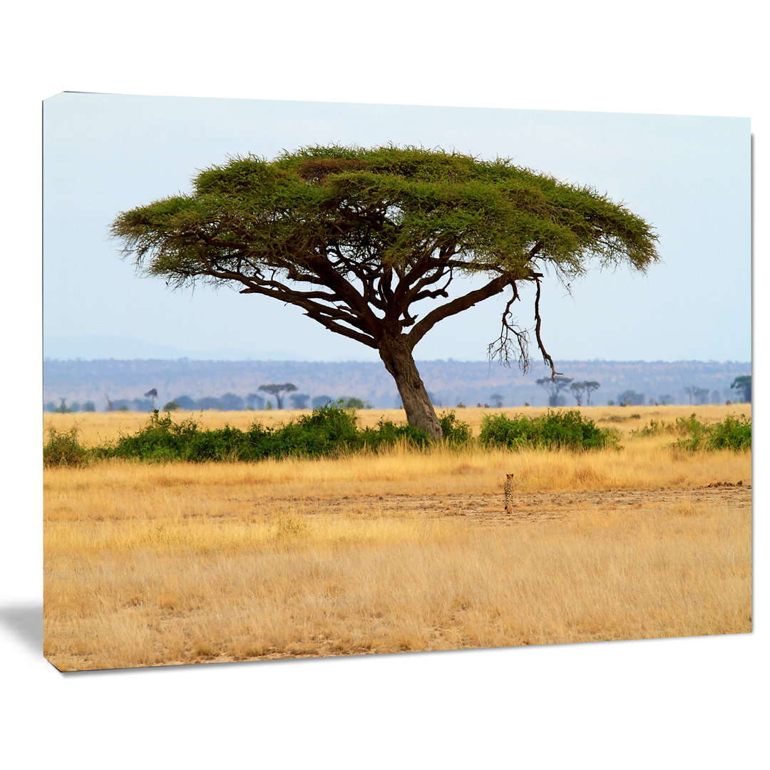 'Acadia Tree and Cheetah in Africa' Photographic Print on Wrapped Canvas Design Art 