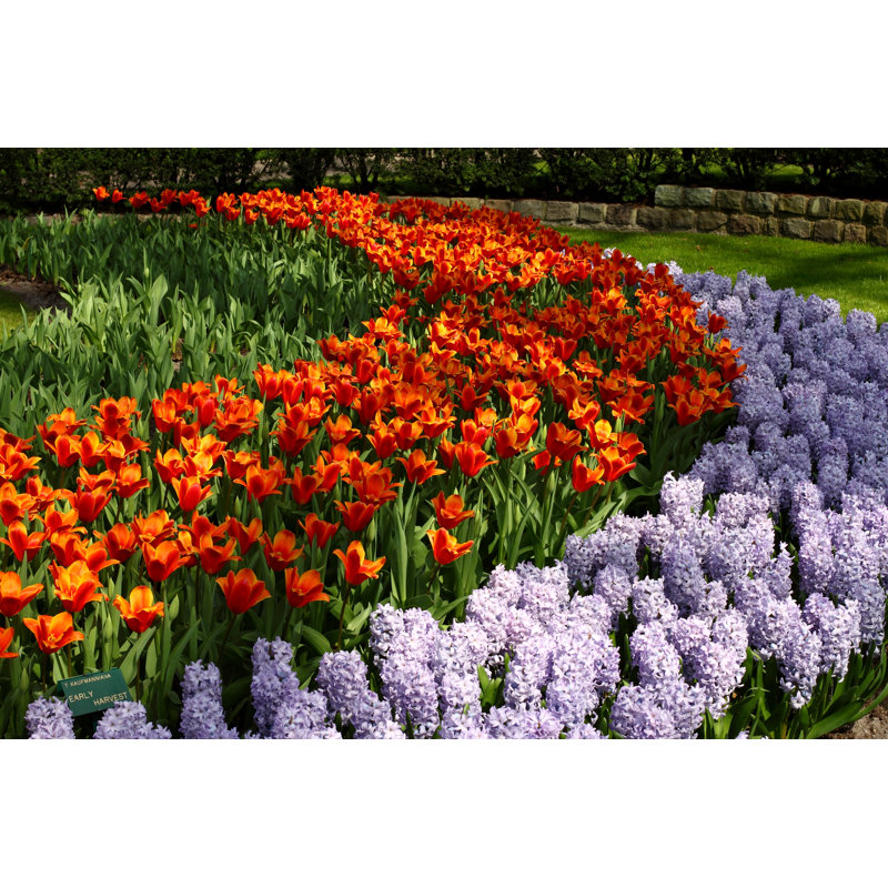 Keukenhof Flower Gardens by Ultima_Gaina - Wrapped Canvas Print, 51cm H x 76cm W