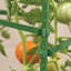 Bauman Weather Resistant Plant Support