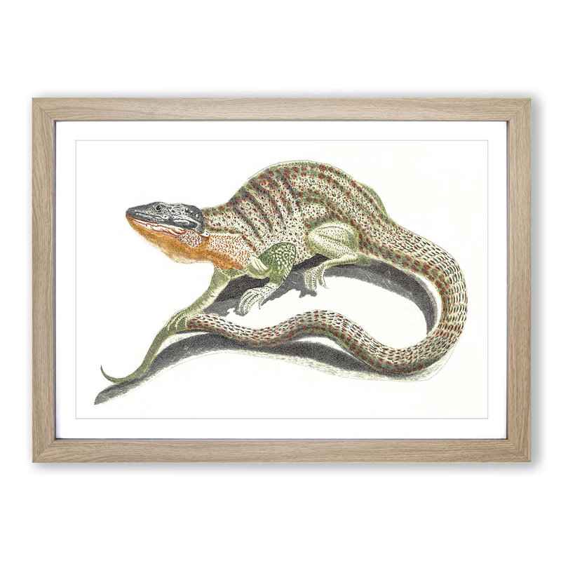 Lizard by Johan Teyler - Picture Frame Painting Print, Oak Framed, 36cm H x 48cm W x 2cm D