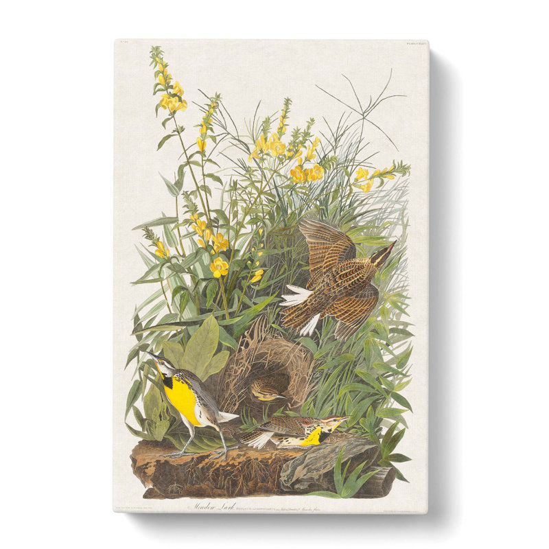 Meadow Larks by John Audubon - Wrapped Canvas Painting, 50cm H x 35cm W x 3cm D