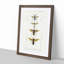 Wasp Illustrations PL. 2 by Charles DOrbigny - Framed Print-55611986-55611984