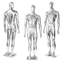 Mannequin de corps pour homme - Mannequin de corps entier ajustable de 73 po, modèle en plastique amovible avec finition plaquée argent, base et base en métal
