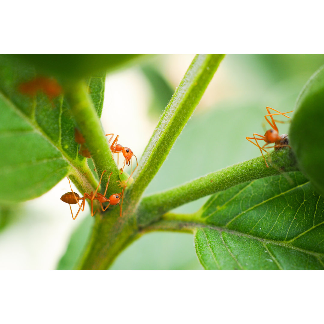 Rote Ameisen - Drucken