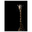 «Giraffe Hiding in the Dark», impression sur toile tendue-29496834