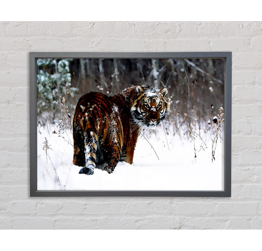 Tiger In The Snow - Einzelner Bilderrahmen Kunstdrucke auf Leinwand