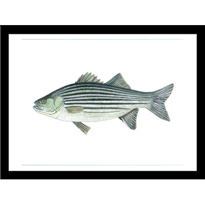 " Striped Bass " by Damon Crook