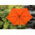 Orange selected