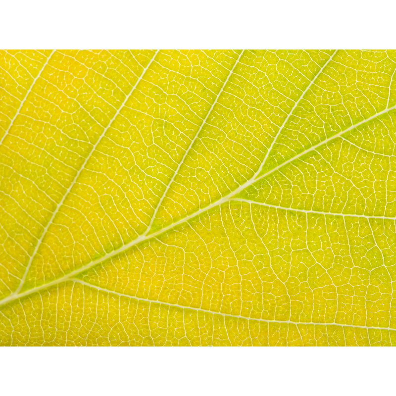 Autumn Leaf by Philippe Monthoux, Black Framed Paper, 16" H x 20" W