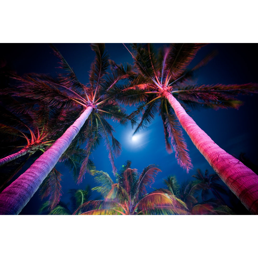 Leinwandbild Palm Tree Illumination von Zxvisual