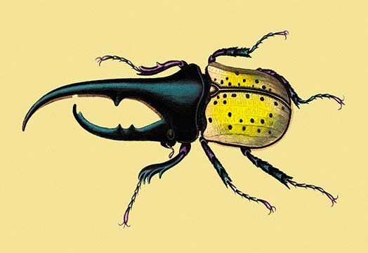 colorful horned beetle