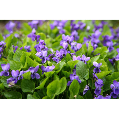 Violets - Wrapped Canvas Print
