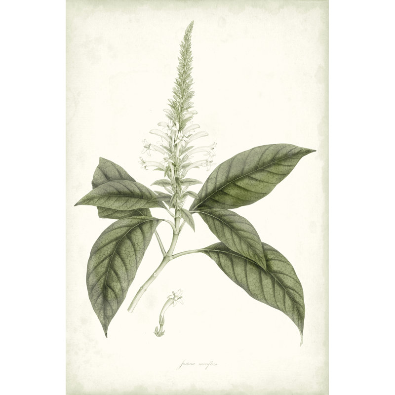 Sage Botanical II by Vision Studio - Wrapped Canvas Painting, 30cm H x 20cm W