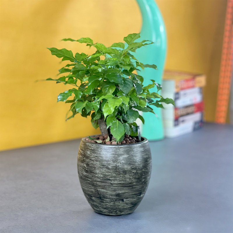 Smart Self-Watering Round Planter Pot For Indoor And Outdoor - Gray Wash, Gray Wash