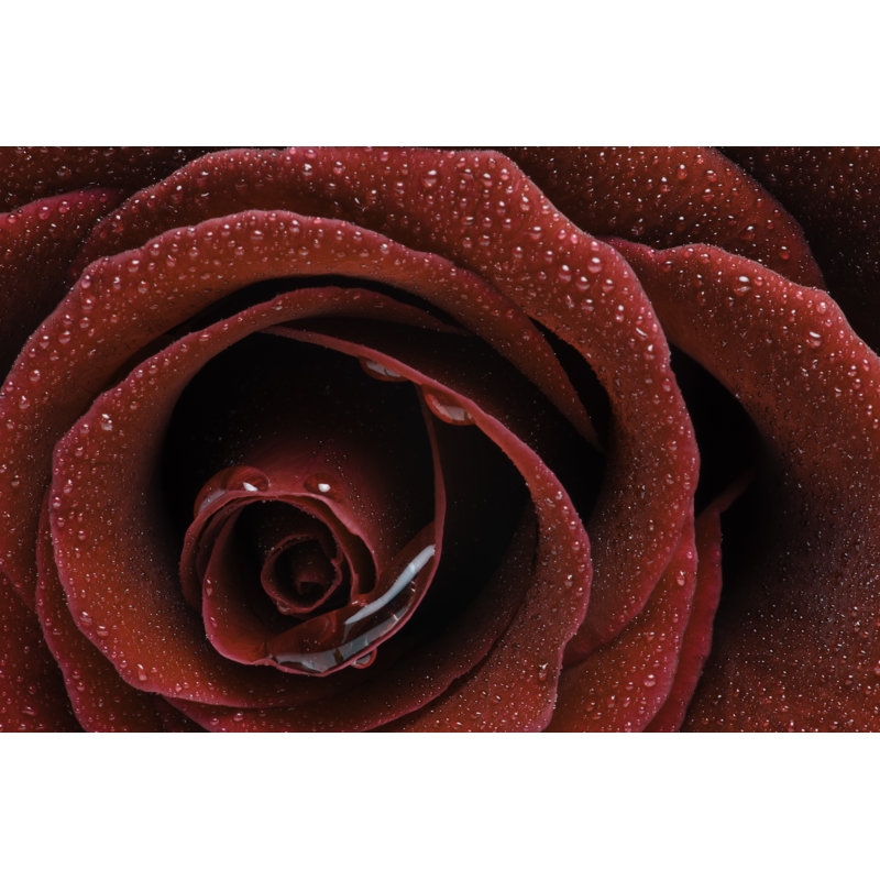Rose Dew Drops - Wrapped Canvas Print, 20cm H x 30cm W x 3.8cm D