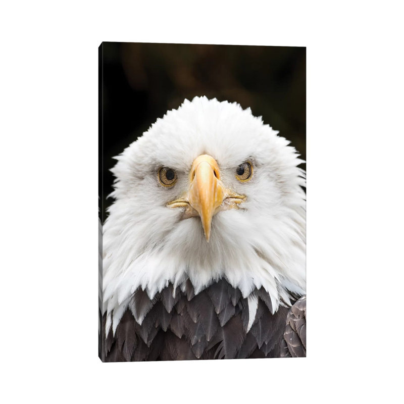 Regal Eagle par David Gardiner - Estampe numérique sur toile tendue avec châssis, H 26 po x l 18 po x 1,5 po