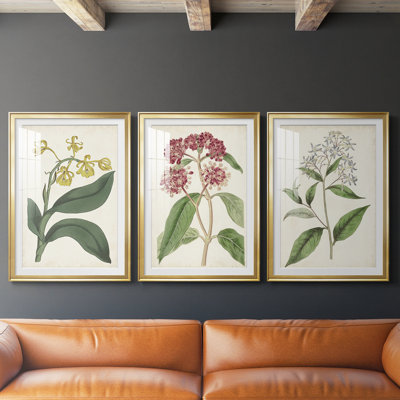 Antique Botanical Collection X - reproduction sur mesure encadrée de qualité supérieure - 3 pièces