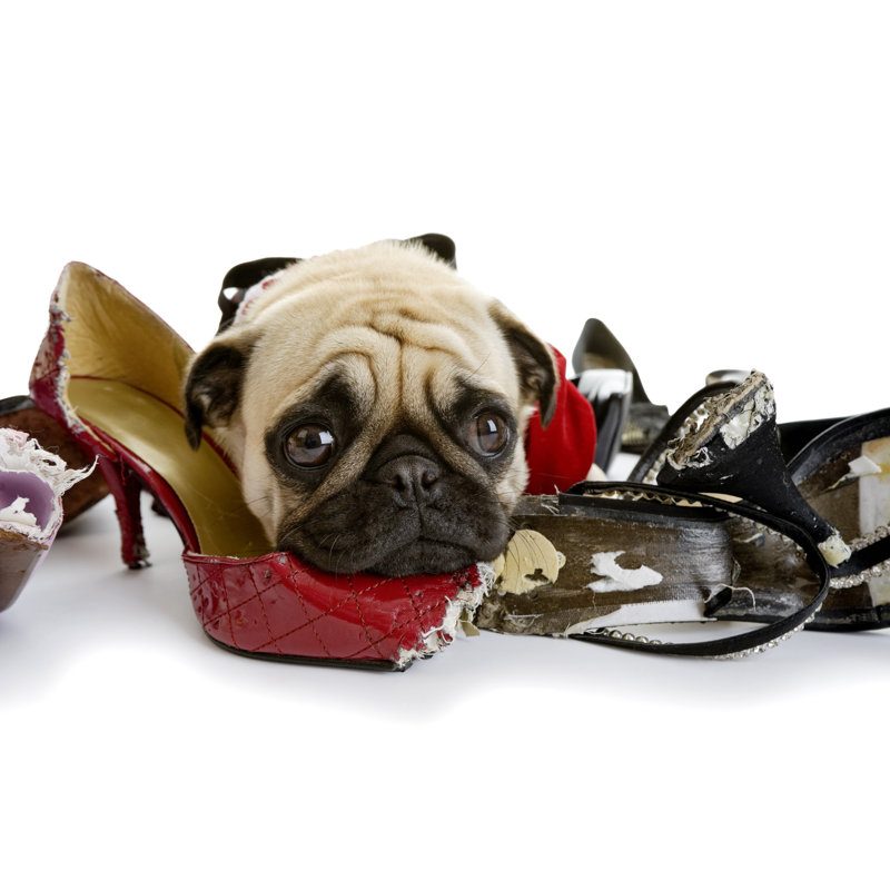 Pug Lying On Collection Of Dress Shoes That Are Chewed - Wrapped Canvas Print, 122cm H x 122cm W x 3.8cm D