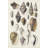Seashell Array IV-982980992