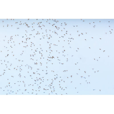 Mosquitoes Swarm - Wrapped Canvas Print