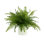 Uv Protected Fern Arrangement In A Cylindrical Pot