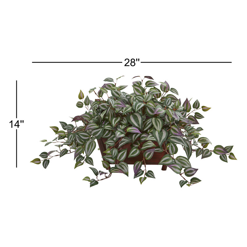 Plante de feuillage de bureau Wandering Jew