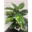 60cm Faux Plant in Pot Liner