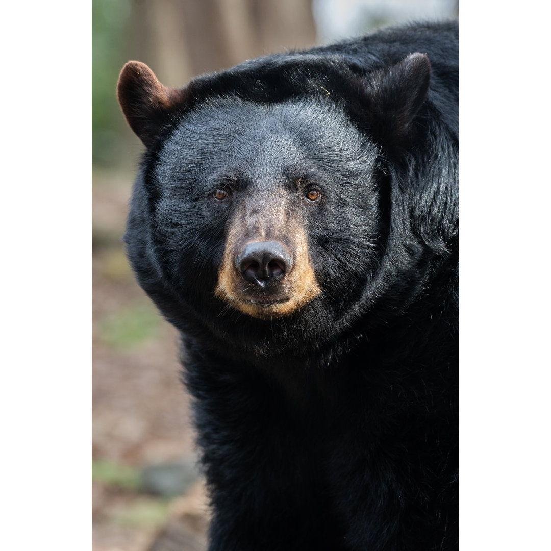 " American Black Bear " Millwood Pines