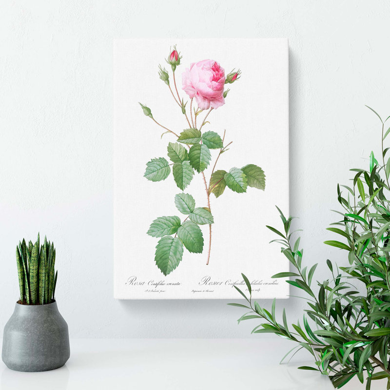 Pink Provence Rose by Pierre-Joseph Redoute - Wrapped Canvas, 76cm H x 50cm W x 3cm D