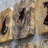 Bahati Handmade Wall Decor on Tamarind Wood
