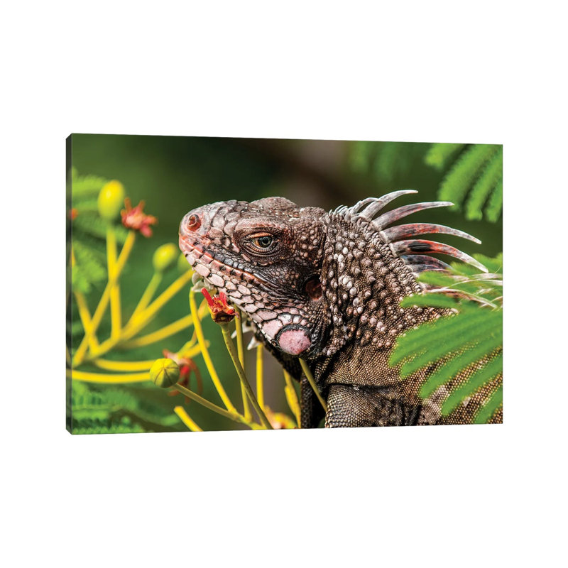 Green Iguana (Iguana Iguana), St. Thomas, Us Virgin Islands. by Michael DeFreitas - Wrapped Canvas Print