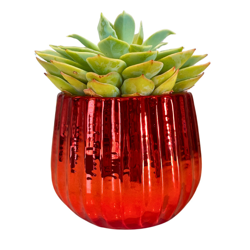 Pot en céramique de 4 po, plante décorative, Rouge