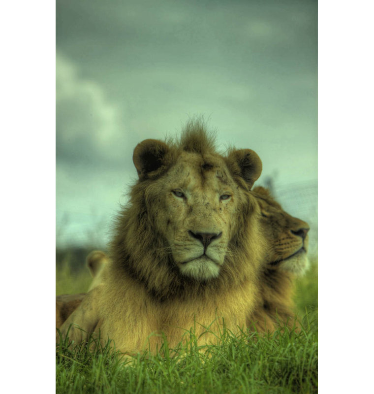 Animals Non-Wall Damaging Wall Decal, 24" H x 16" W