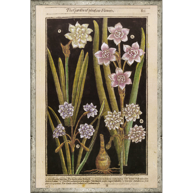 Black Background Botanicals Print