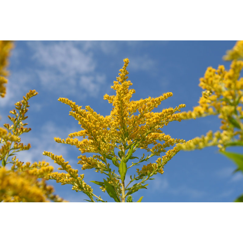 Bright Yellow Goldenrod by Photawa - Wrapped Canvas Print, 30cm H x 46cm W