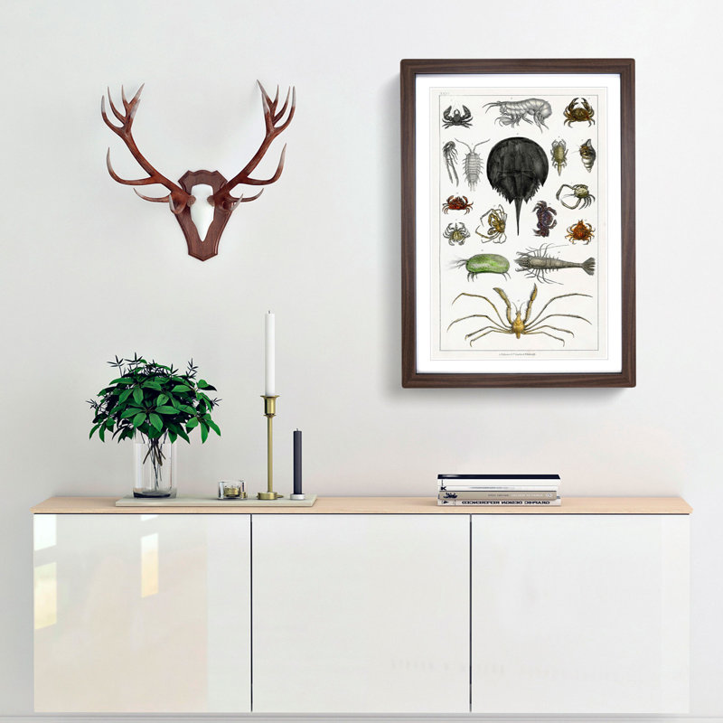 Crabs & Lobsters by Oliver Goldsmith - Picture Frame Painting Print, 36cm H x 27cm W x 2cm D, Walnut Framed