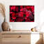 Poinsettia rosé-170678029