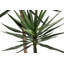 180cm Faux Yucca Plant in Pot