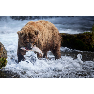 Alaskan Brown Bear - Wrapped Canvas Print