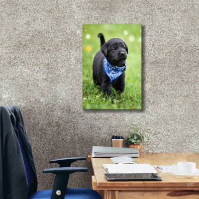 " Black Lab Pup 1 " by Jonathan Ross