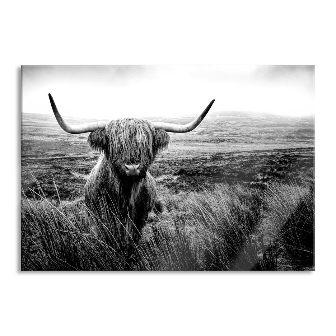 Glasbild Highland Rind mit großen Hörnern Steppe